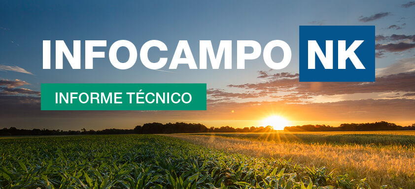 InfoCampo NK