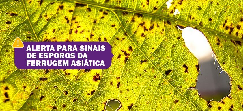 EMATER alerta para sinais de esporos da Ferrugem Asiática no PR