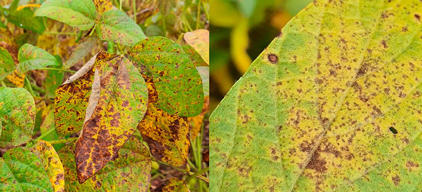 Cercospora e ferrugem asiática: inimigas da lavoura de soja