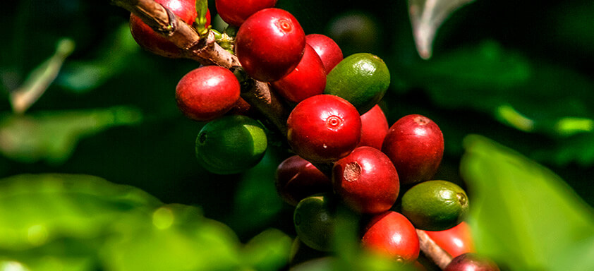 Café: como ter o vigor que a sua produtividade precisa?