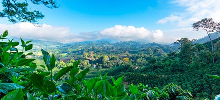 Café: proteja sua lavoura com performance e flexibilidade