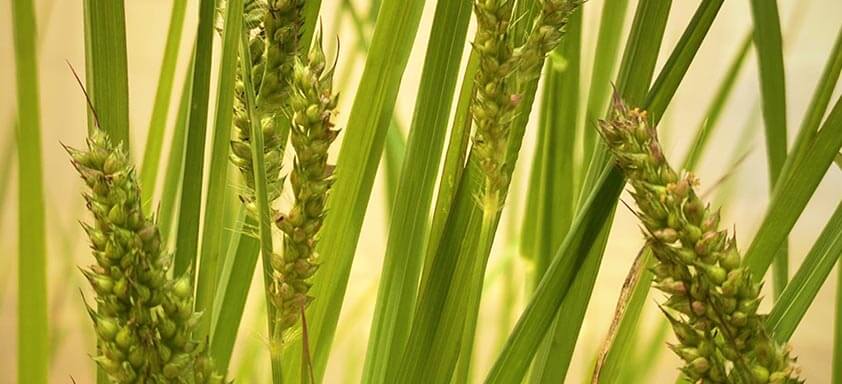 Capim-arroz: nova planta daninha resistente ao glifosato
