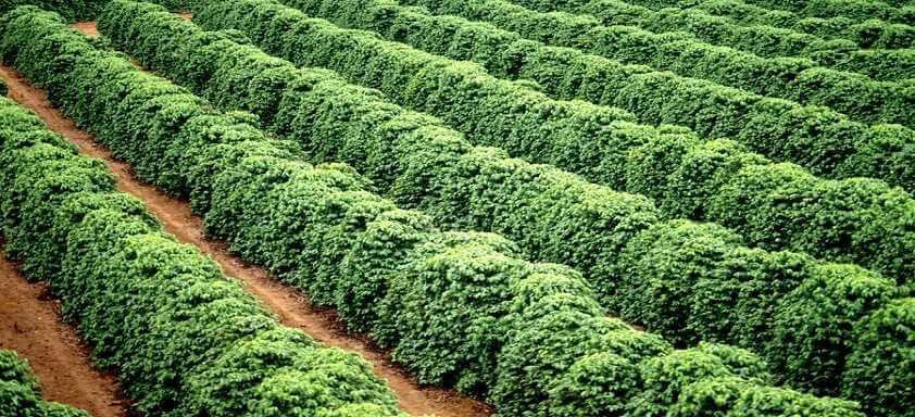 Como reconhecer as doenças que atacam na florada do café?