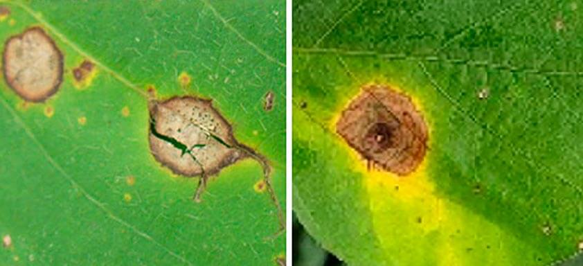 Doenças da soja: como controlar antracnose e mancha-alvo?