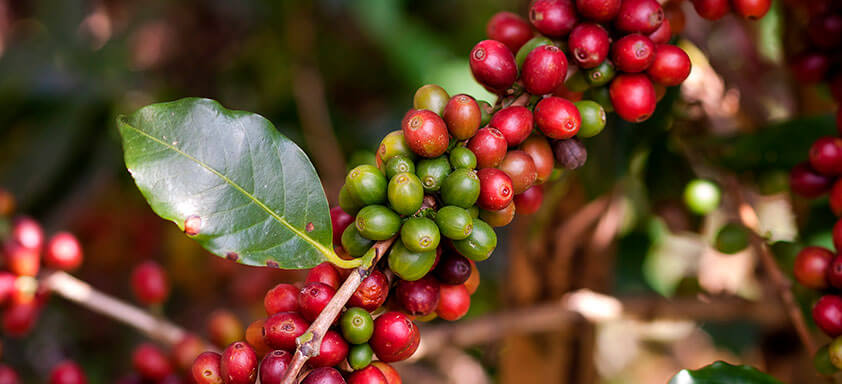 Florada do café: como proteger a produtividade de doenças