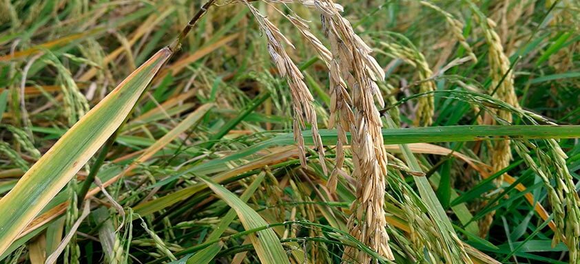 Fungicida para arroz: proteja sua lavoura da brusone