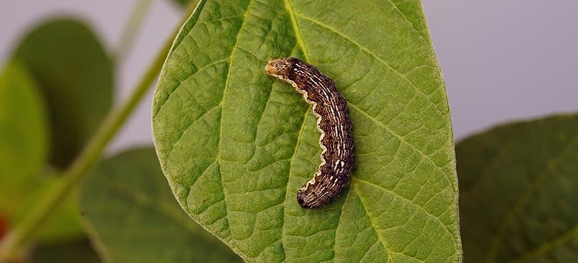Helicoverpa