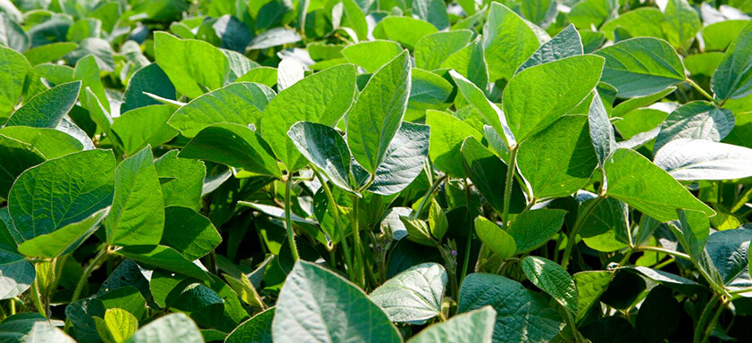 Inovação: Syngenta lançará dois fungicidas para a lavoura de soja