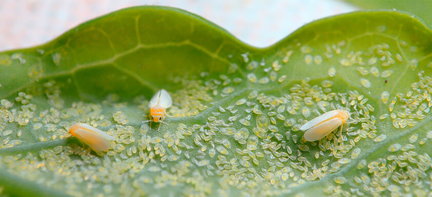 Inseticida foliar: eficácia no controle das pragas do hortifrúti