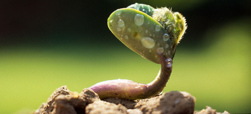 Nematoides: um perigo oculto nas lavouras