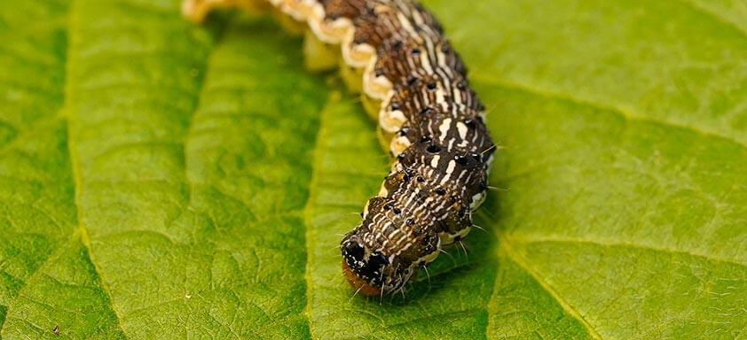 Soja: como evitar que as lagartas prejudiquem a lavoura