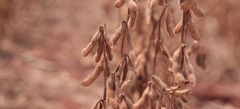 Pré-plantio e dessecação bem-feita para uma lavoura saudável