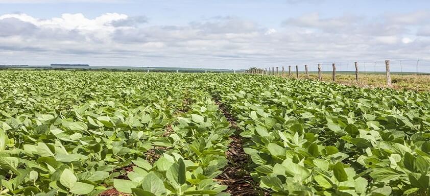 Tratamento de sementes industrial e os benefícios na lavoura