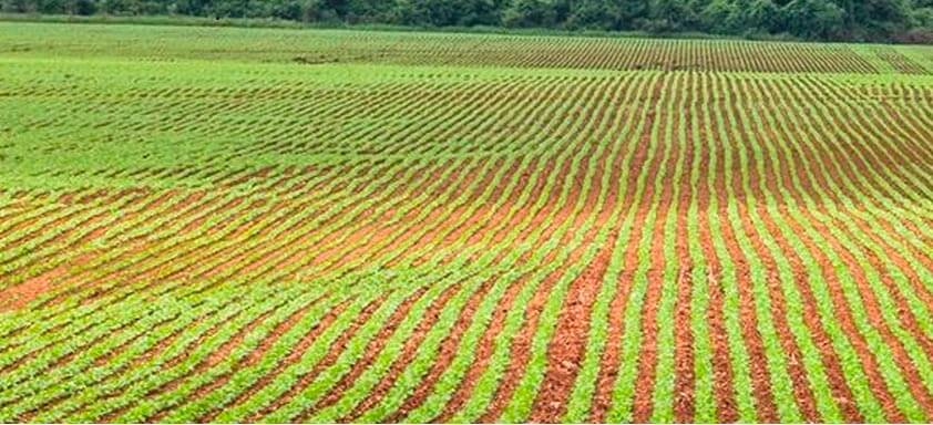 Tratamento de sementes: largue na frente em sua lavoura