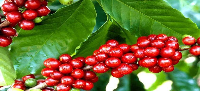 Café: a bebida mais apreciada pelos brasileiros e pelo mundo