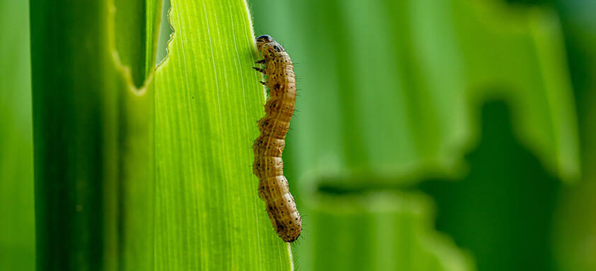 A Spodoptera frugiperda pode proporcionar prejuízos de até 60% na produtividade do milho se o controle não for feito no momento certo