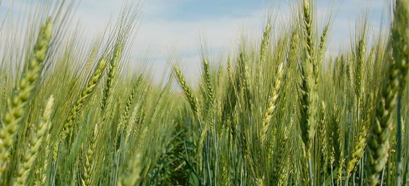 Lavoura de trigo