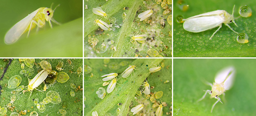 Mosca branca