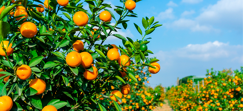 Laranjas