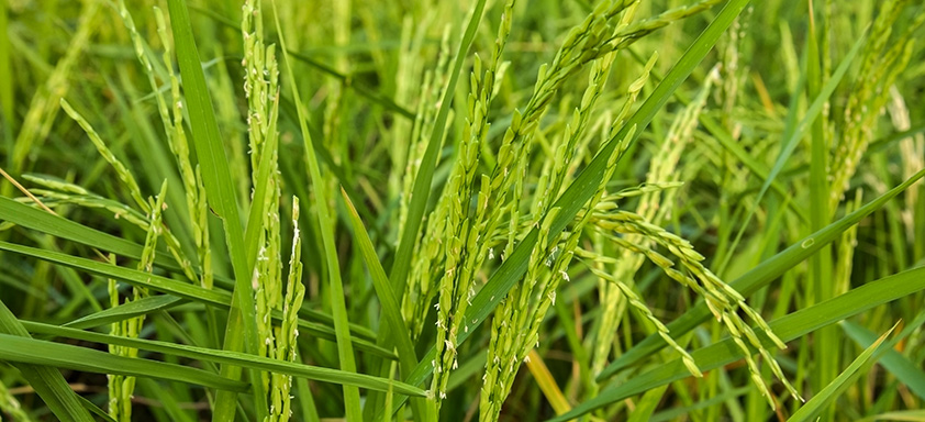 Lavoura de arroz