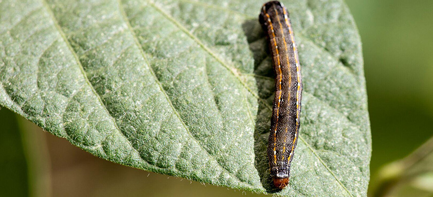Lagarta Spodoptera