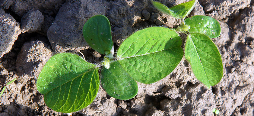 Plantio de soja