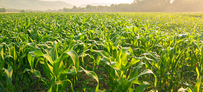 Entenda por que a adoção do Manejo Integrado de Plantas Daninhas é essencial para a proteção do potencial produtivo da lavoura