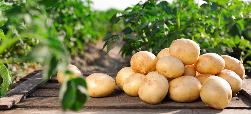 Batata