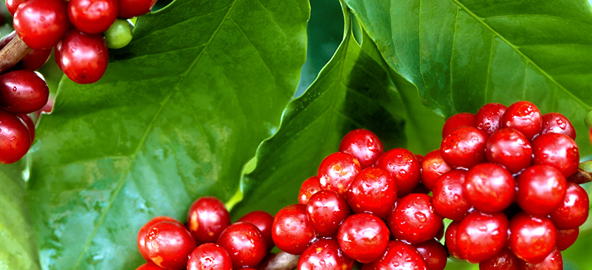 Frutos de café