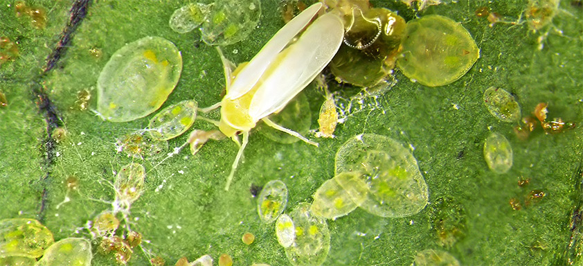 Mosca-branca