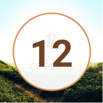 EP 12 Podcast Cafeina