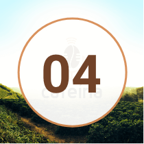EP 4 Podcast Cafeina