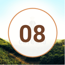 EP 8 Podcast Cafeina