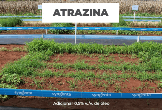 Teste mostra superioridade de Calaris em relação a atrazina