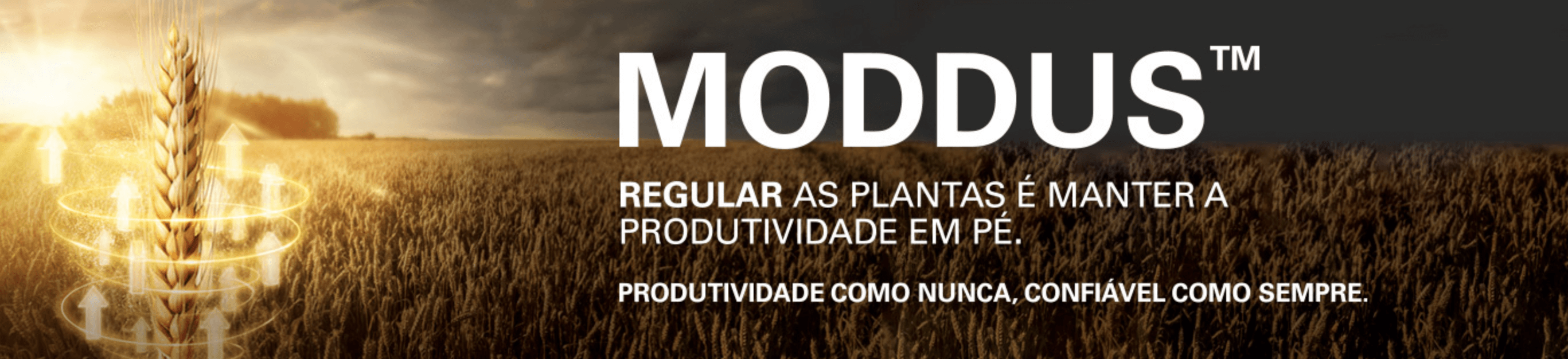 Moddus é regulador de crescimento para trigo