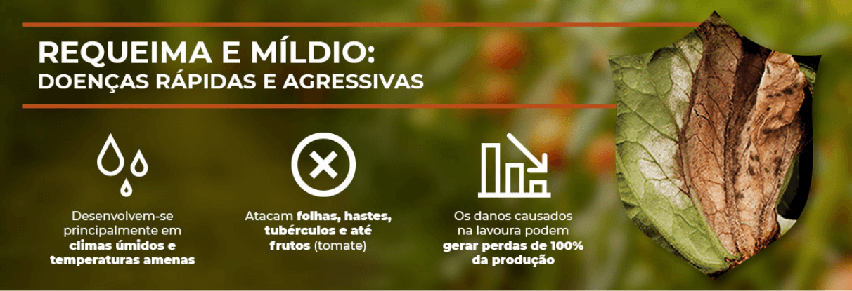 Requeima e míldio: doenças rápidas e agressivas.