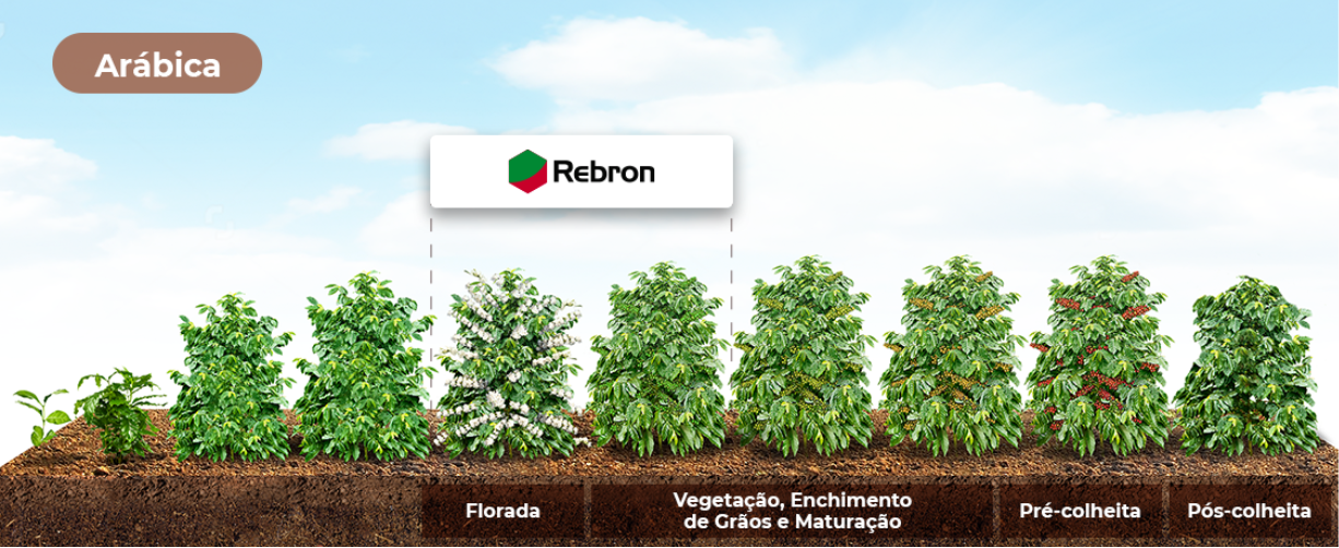 Banner Arabica Rebron
