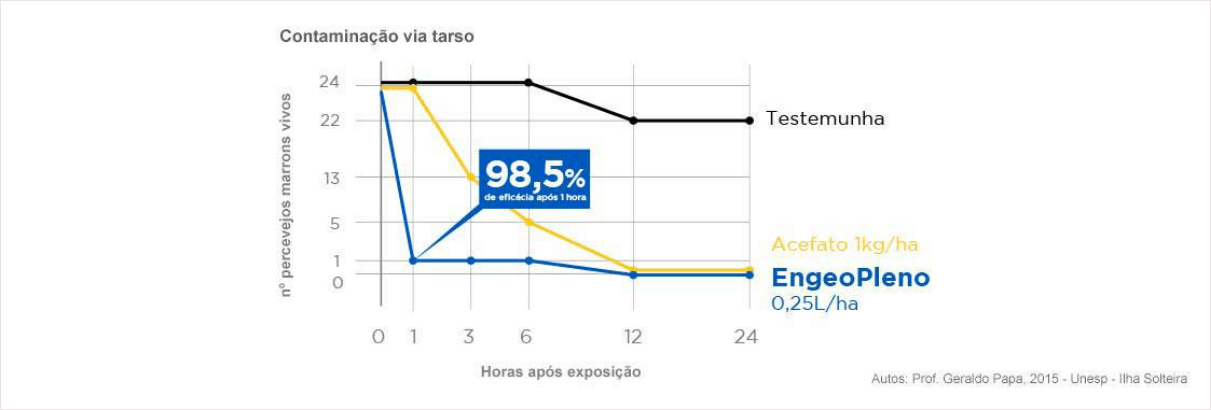 Contaminação via tarso de percevejo-marrom