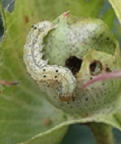 Spodoptera
